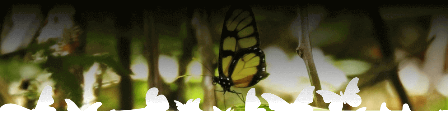 Guía para el manejo sustentable de las mariposas del perú